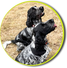 Meine Therapiehunde Cooper und Oscar - Englische Cockerspaniel 
